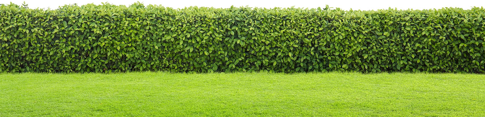 Natural green grass
