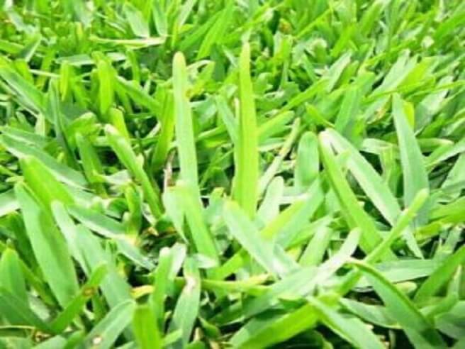 Gulf Green Grass