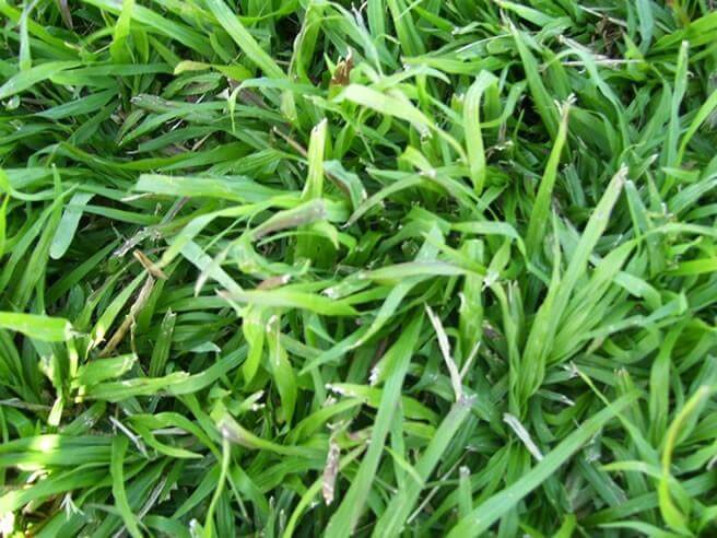 L M Berea Grass
